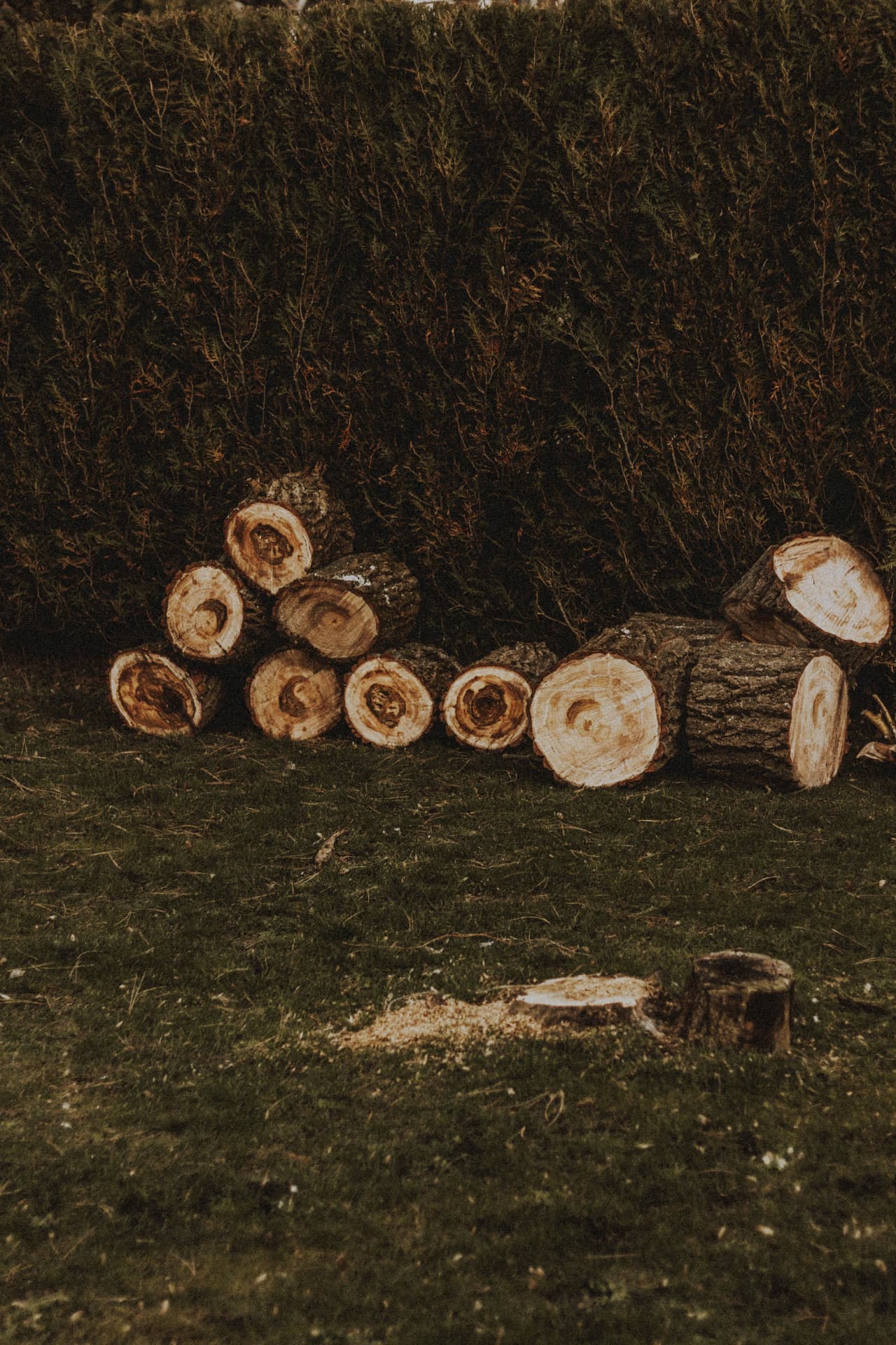 Vegetation Management job: cut logs stacked by a hedge with a fresh stump